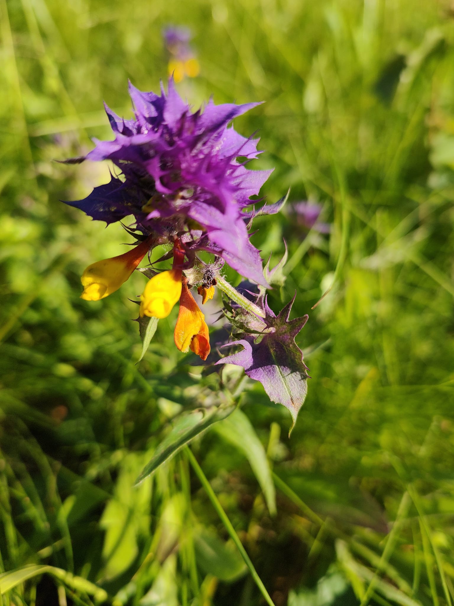 Jak se kosí louky v Bílých Karpatech