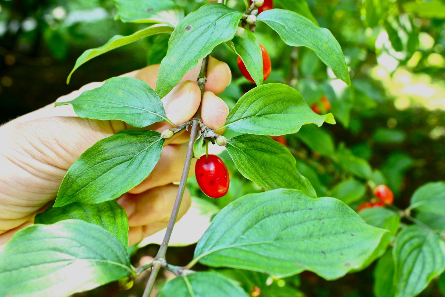 Dřín: krásný, užitečný a symbolický keř