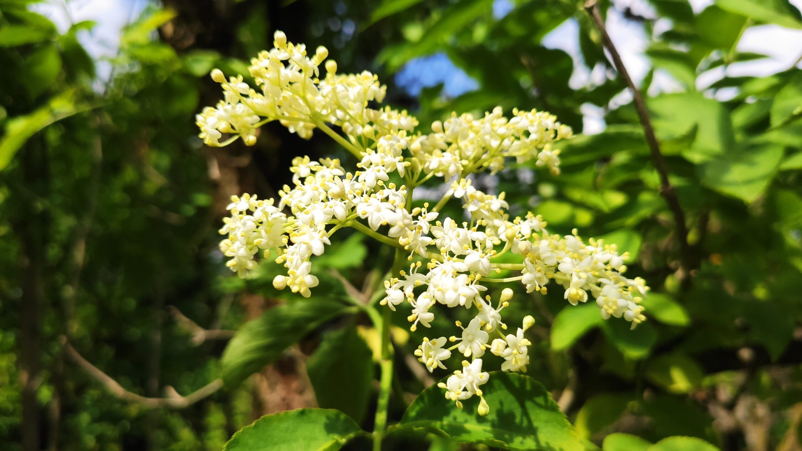 Červen a červenec v Sadu: Přijďte si na třešně a bez