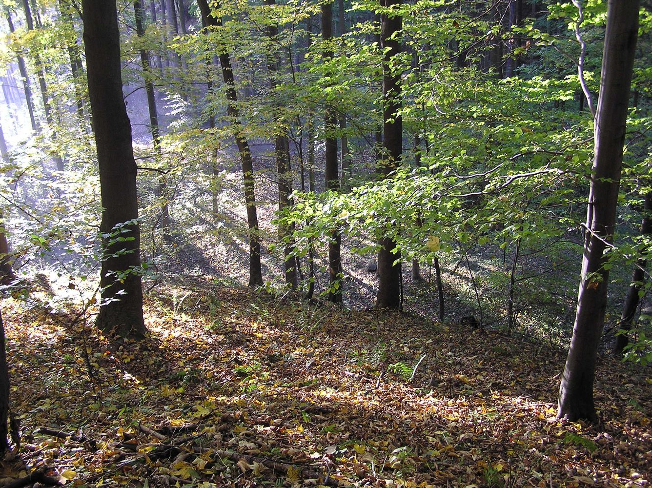 Přírodní rezervace Durana: zelený ráj na Moravě